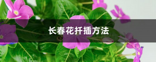 长春花扦插方法，怎么水培生根