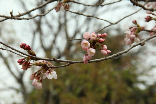 樱花