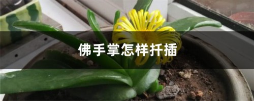 佛手掌怎样扦插