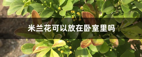 米兰花可以放在卧室里吗