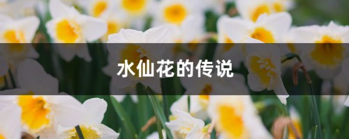 水仙花的传说