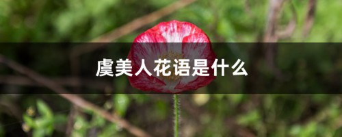 虞美人花语是什么