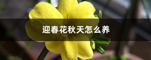 迎春花秋天怎么养