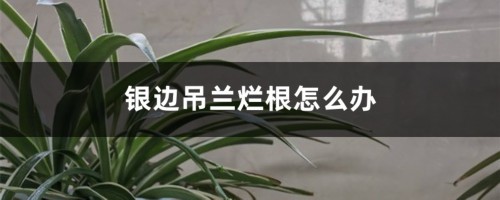 银边吊兰烂根怎么办