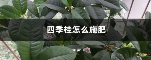 四季桂怎么施肥